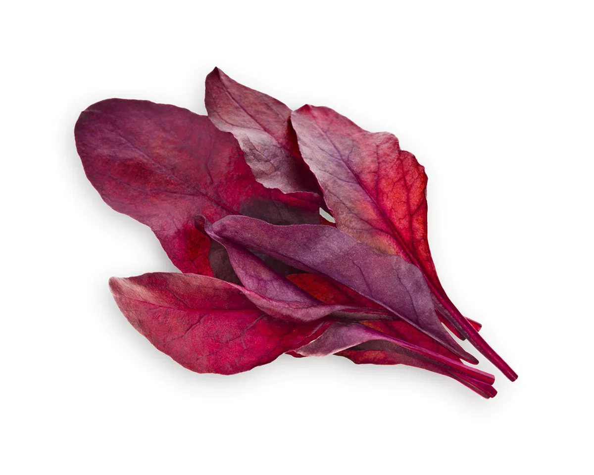 Click & Grow Refill 3-Pack - Red Leaf Beet - Image 2