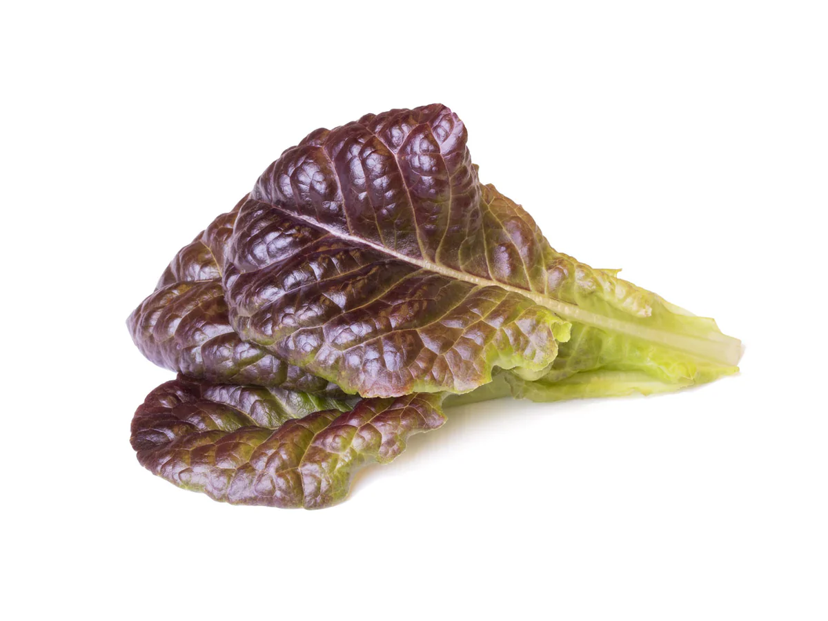 Click & Grow Refill 3-Pack - Red Lettuce - Image 2