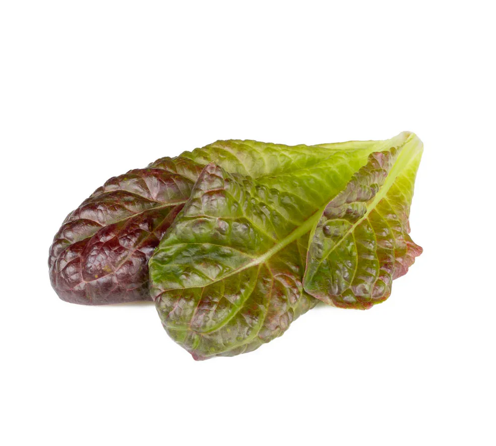 Click & Grow Refill 3-Pack - Red Romaine Lettuce