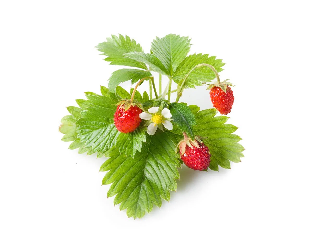 Click & Grow Refill 3-Pack - Wild Strawberry - Image 2