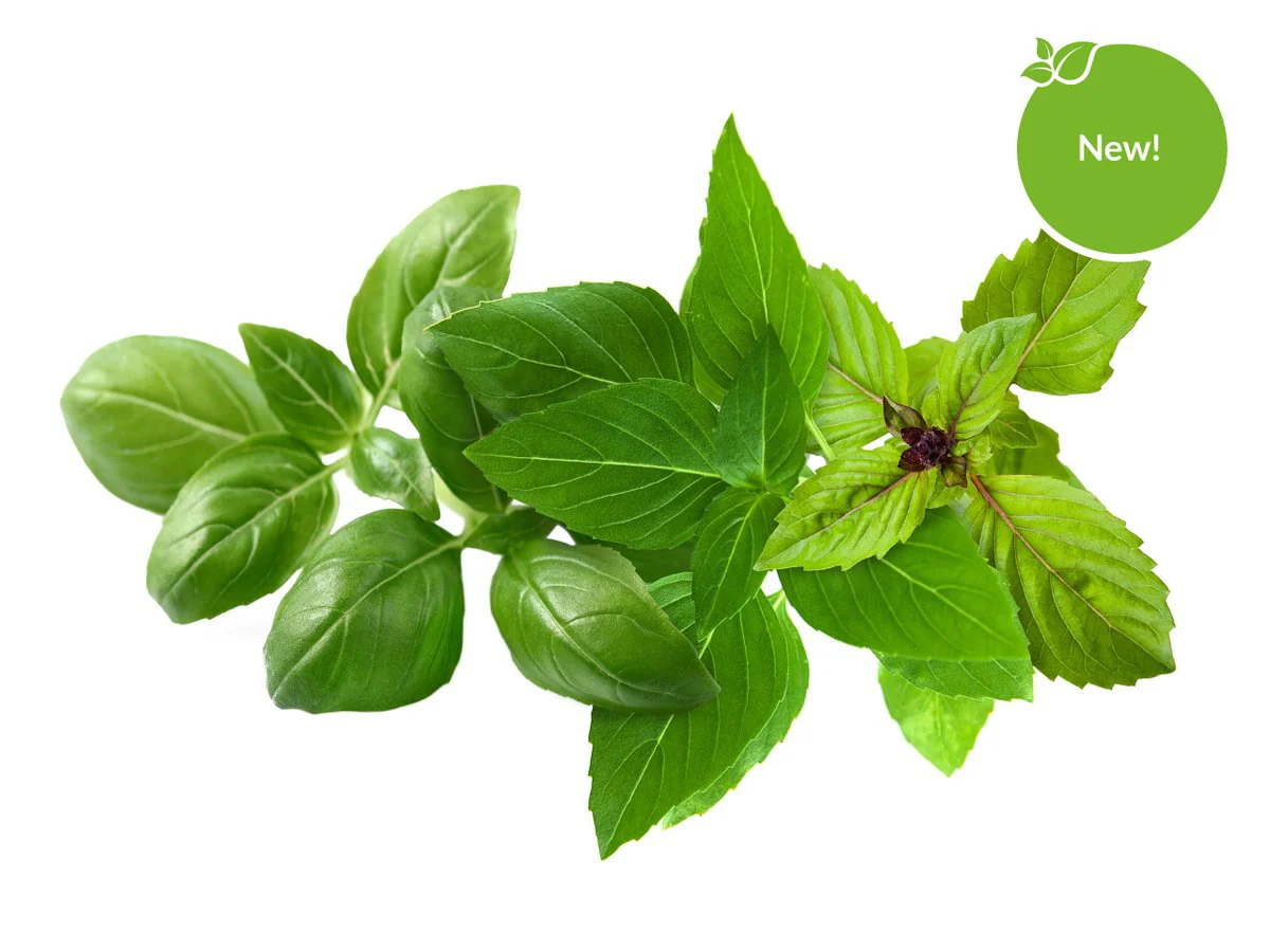 Click & Grow Refill 9-Pack - Basil Variety Mix - Image 2