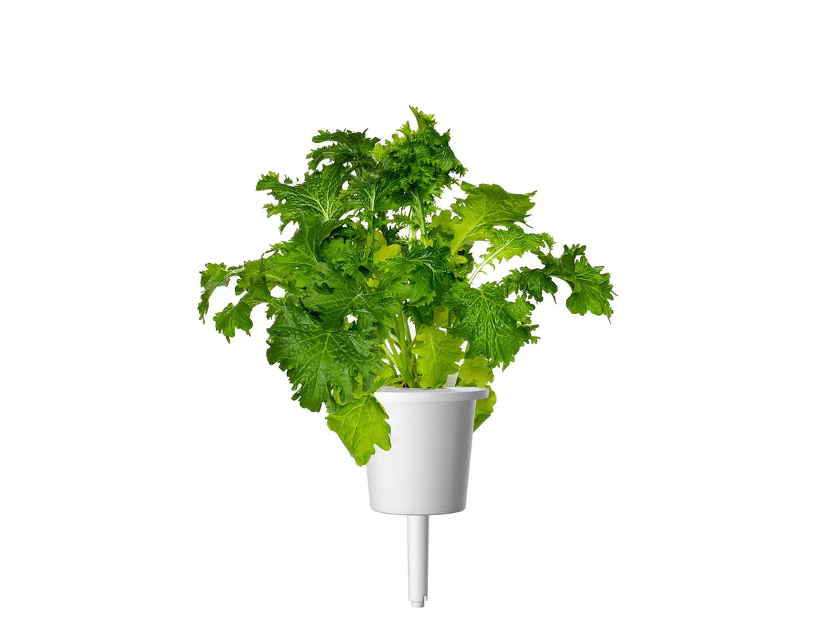 Click & Grow Refill 3-Pack - Wasabi Mustard