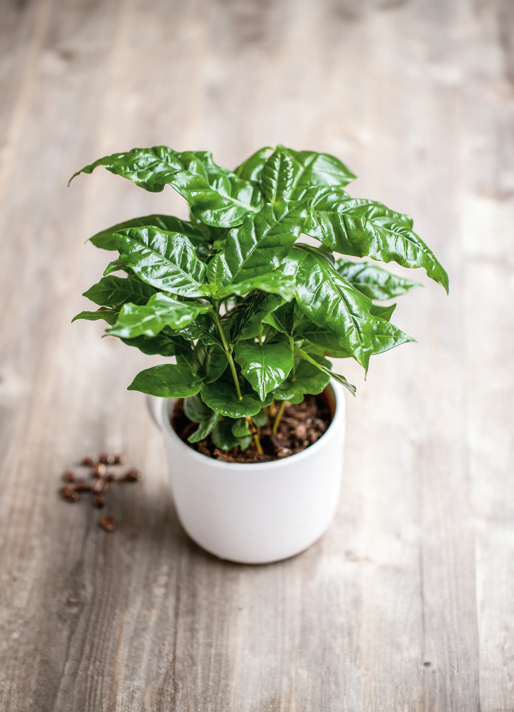 Coffee Plant | Arabica