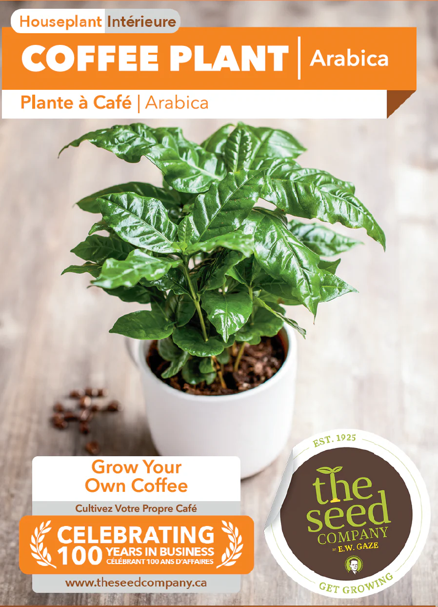Coffee Plant | Arabica - Image 2