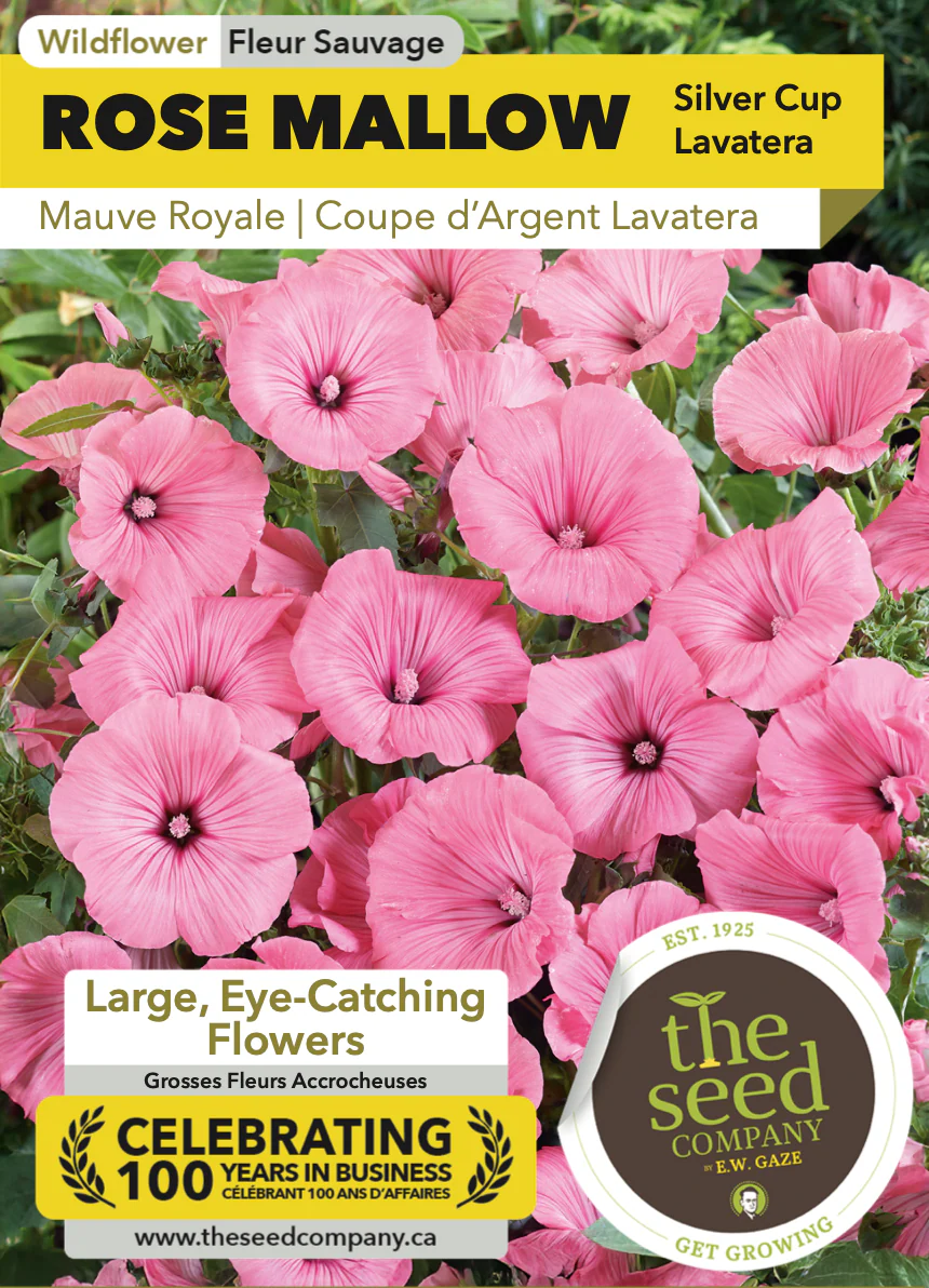 Rose Mallow | Lavatera Trimestris - Image 2
