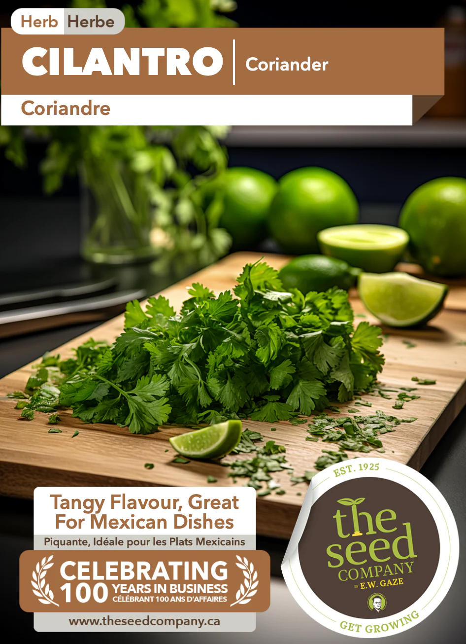Cilantro | Coriander - Image 2