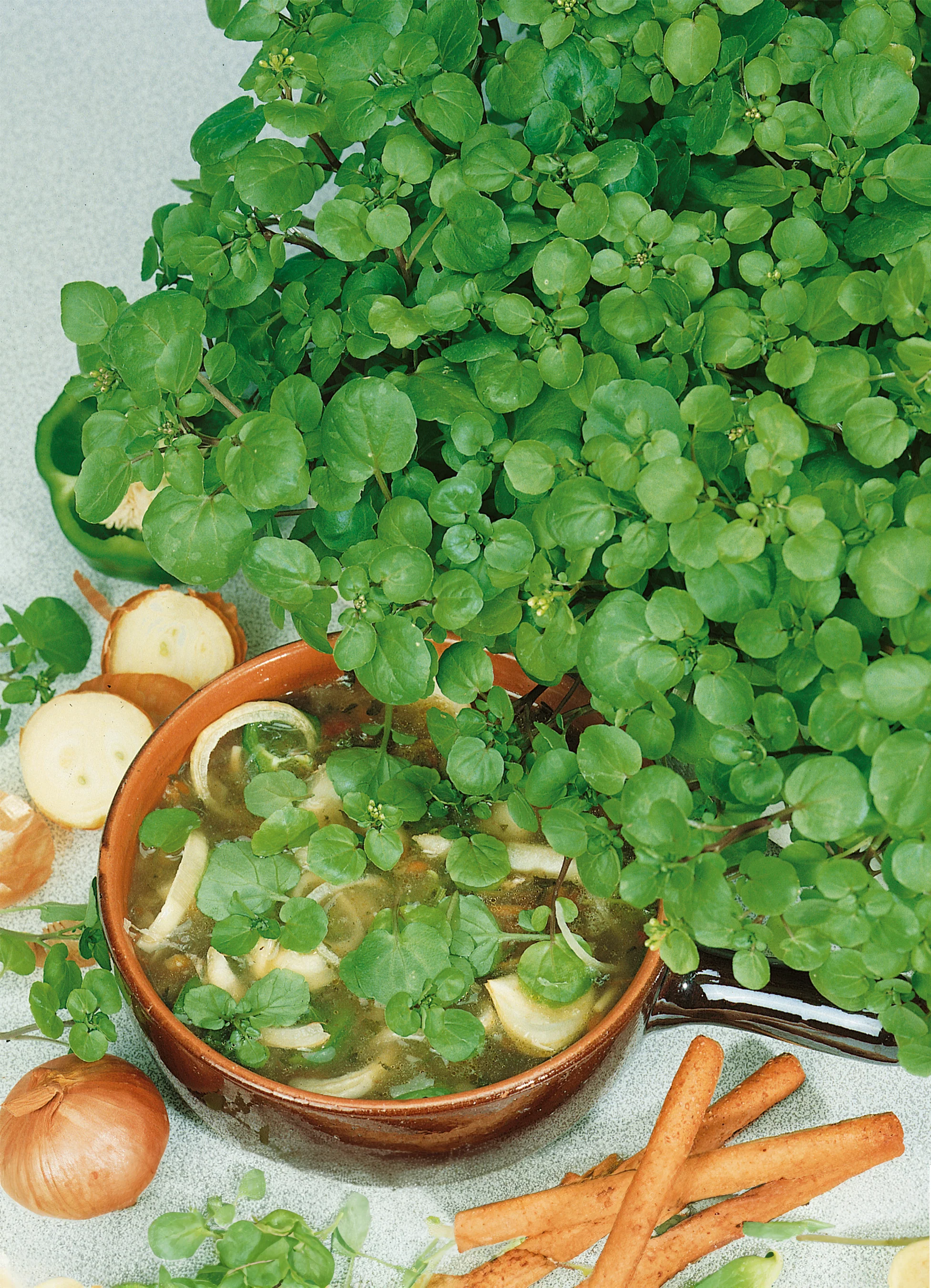 Cress | Watercress