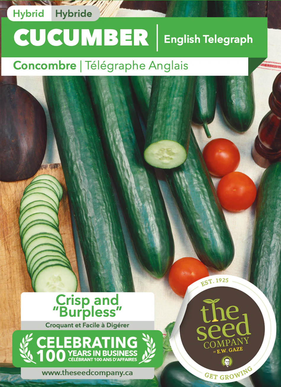 Cucumber | English Telegraph - Image 2