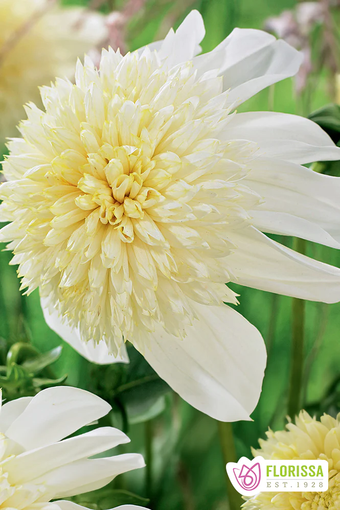 Dahlia | Anemone - Platinum Blonde