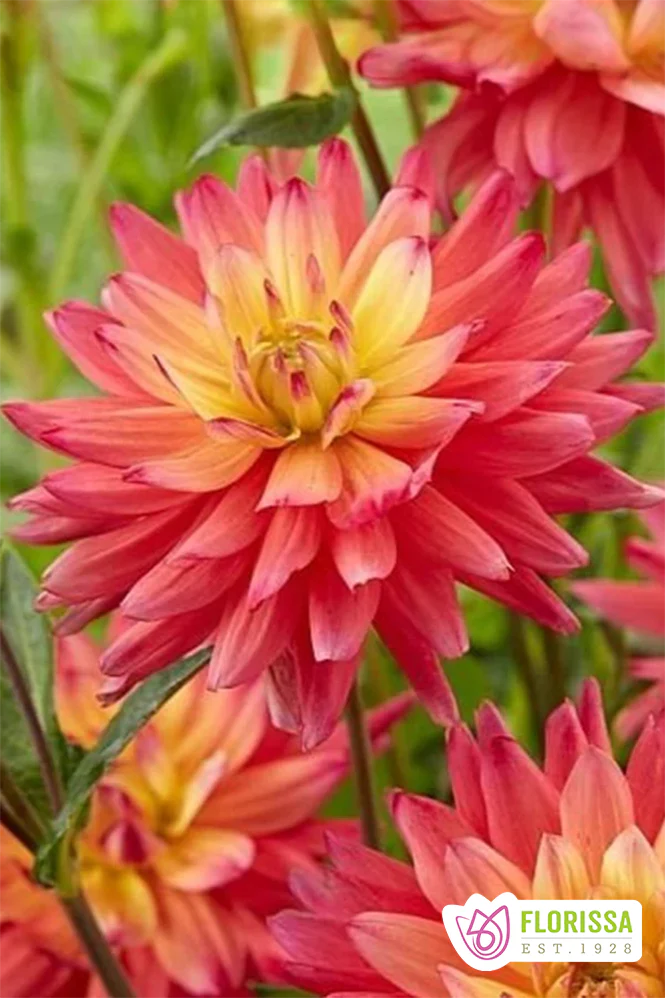 Dahlia | Cactus - Rainbow Silence