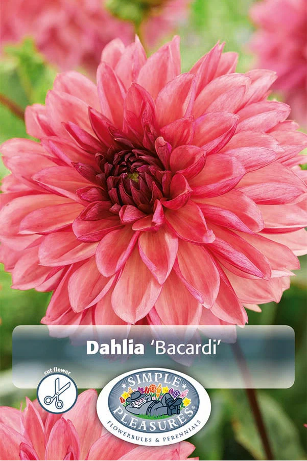 Dahlia Decorative - Bacardi (1 Bulb)