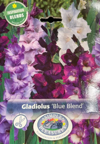 Gladiolus - Blue Blend (32 Bulbs)