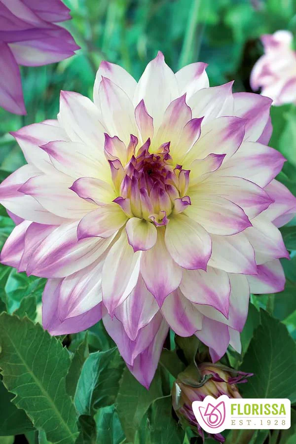 Dahlia | Dinnerplate - Ferncliff Illusion
