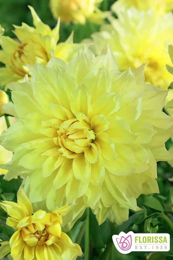 Dahlia | Dinnerplate - Kelvin Floodlight