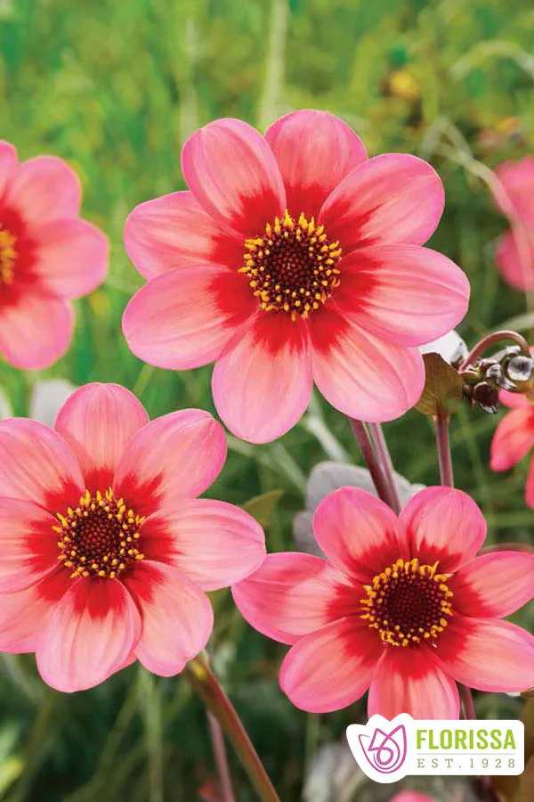 Dahlia | Mignon - Dahlegria Tricolore