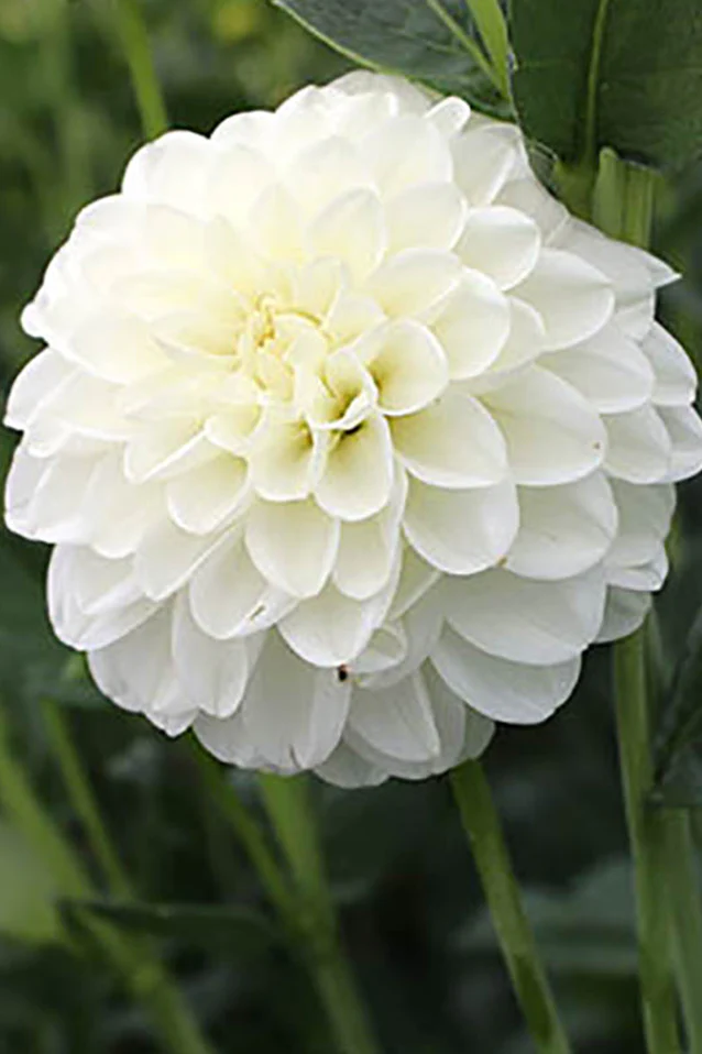 Dahlia | Ball - Petra's Wedding