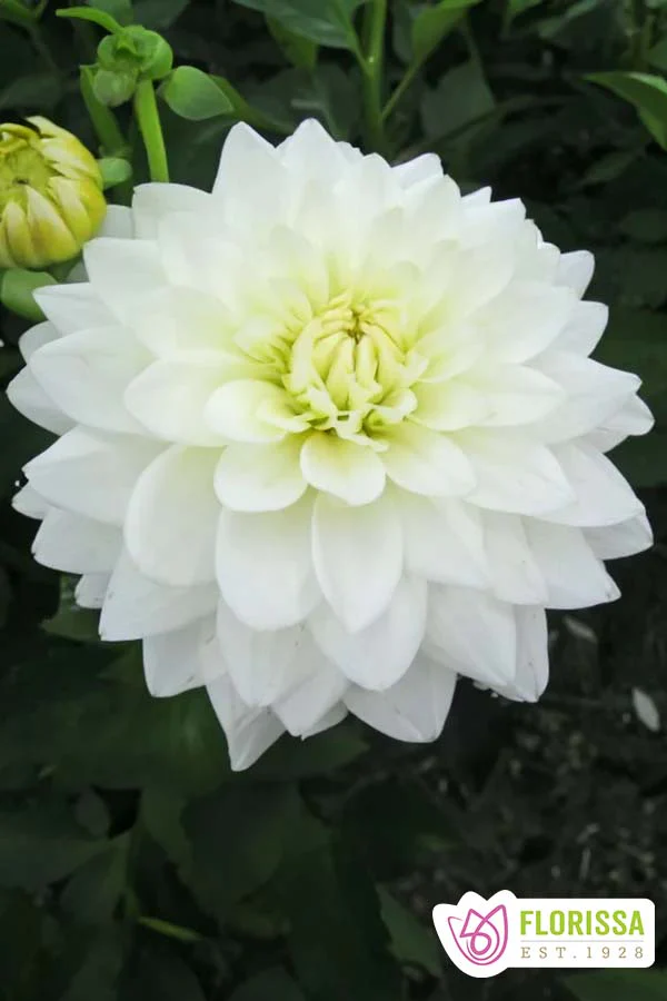 Dahlia | Waterlily - Karma Maarten Zwaan