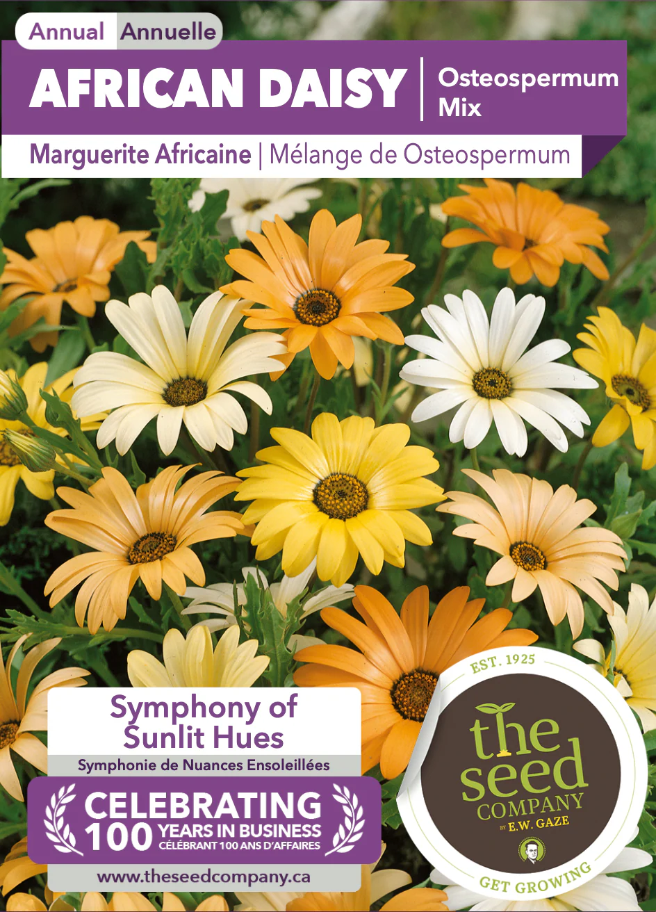 African Daisy | Osteospermum Mix - Image 2