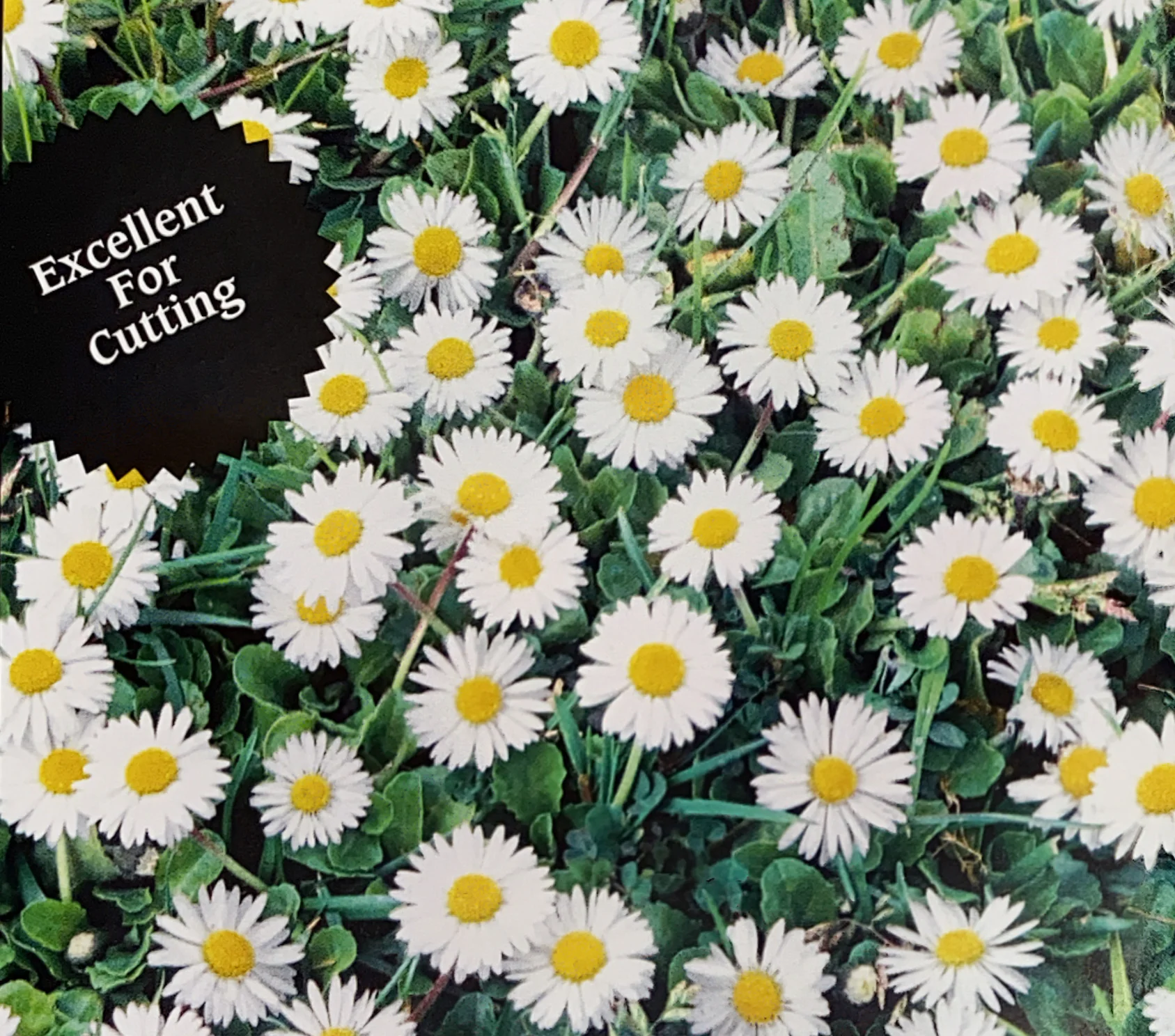 Meadow Daisy | Single White