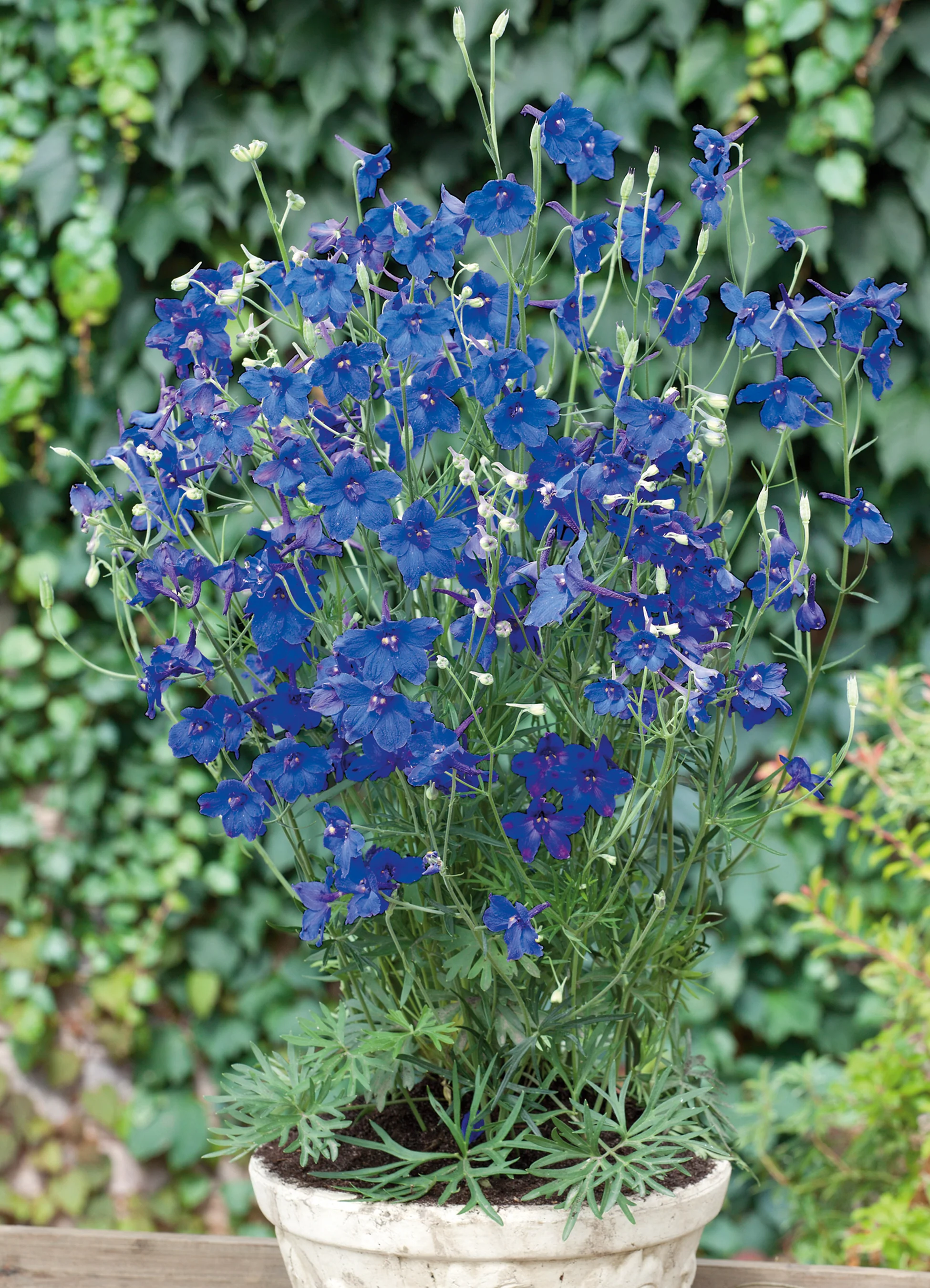Delphinium | Blue Butterfly