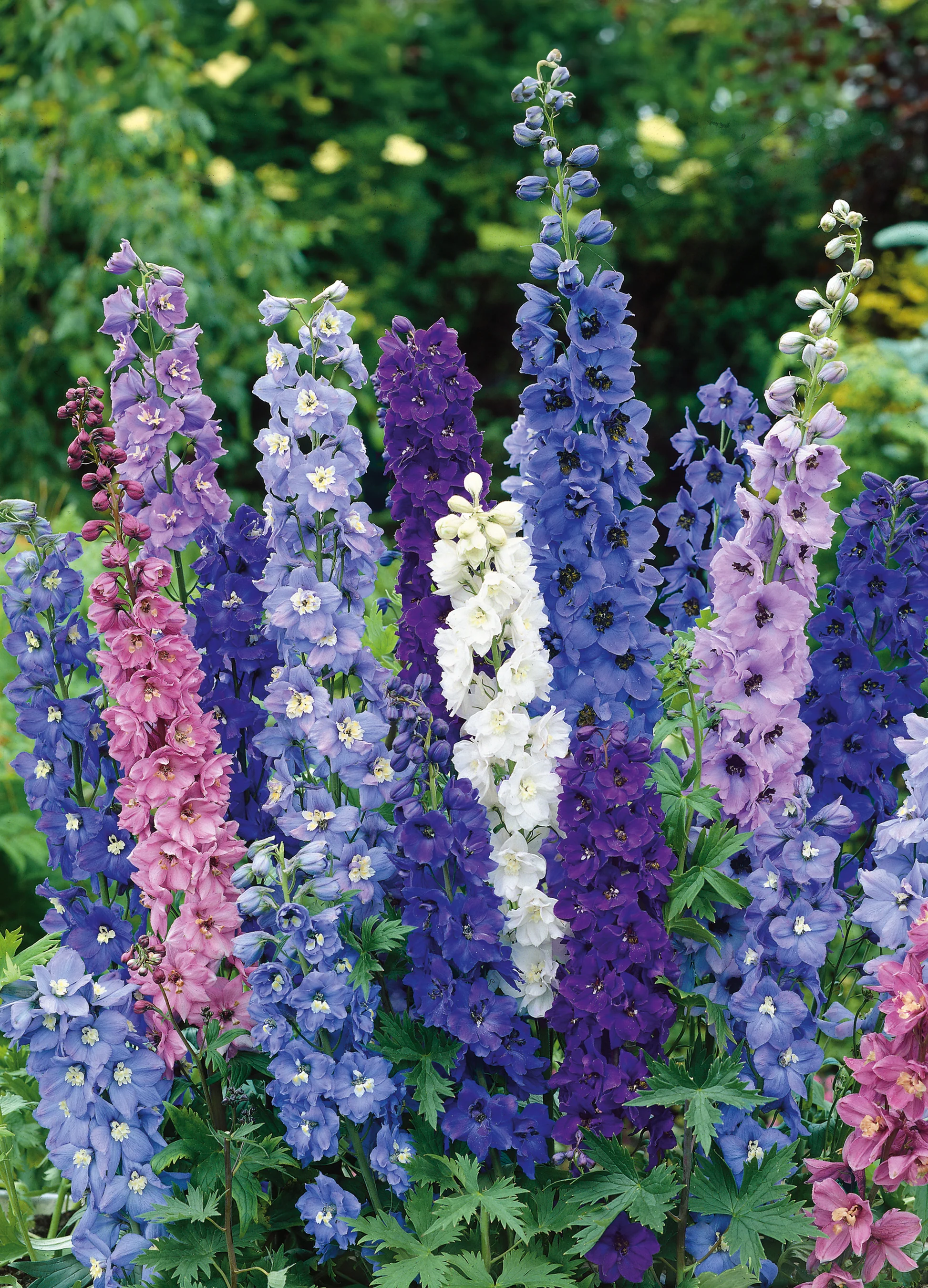Delphinium | Pacific Giants Mix