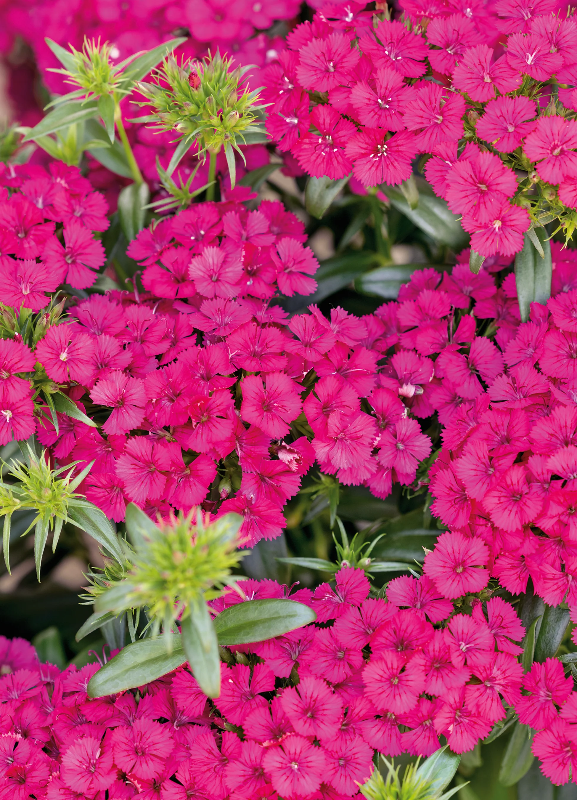 Dianthus | Jolt Cherry