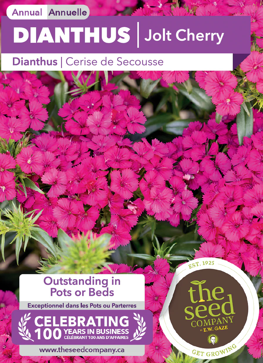 Dianthus | Jolt Cherry - Image 2