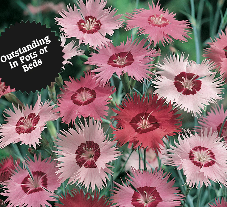 Dianthus | Wee Willy Dwarf Mix