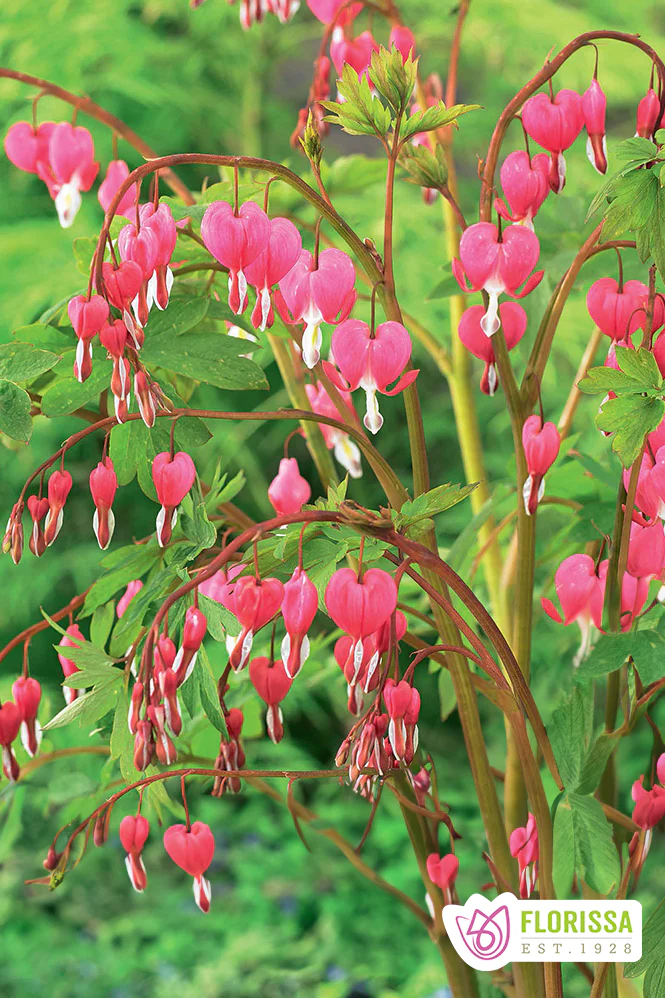 Bleeding Heart | Dicentra Spectabilis
