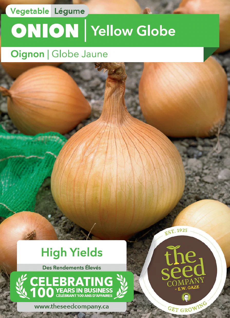 Onion | Yellow Globe - Image 2