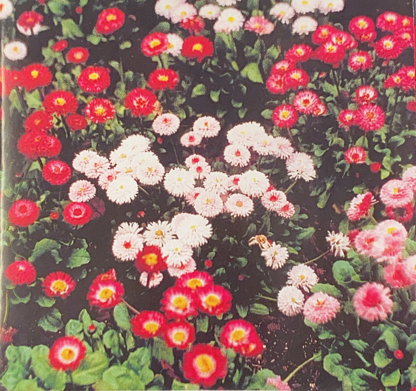 English Daisy | Sweetheart Mix