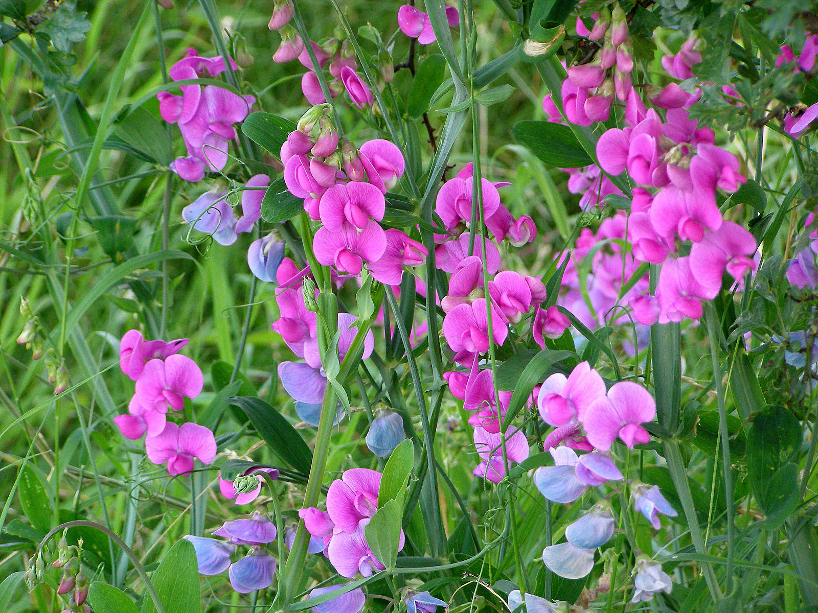Sweet Pea | Everlasting Mix