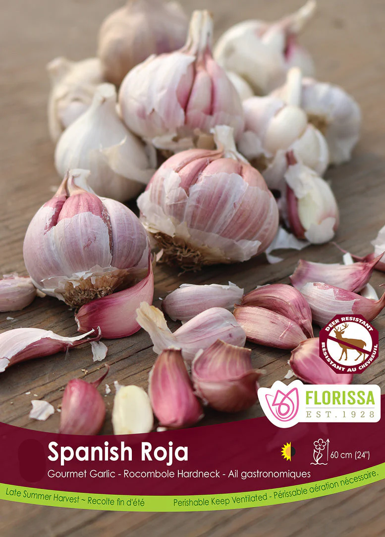 Fall Garlic | Spanish Roja