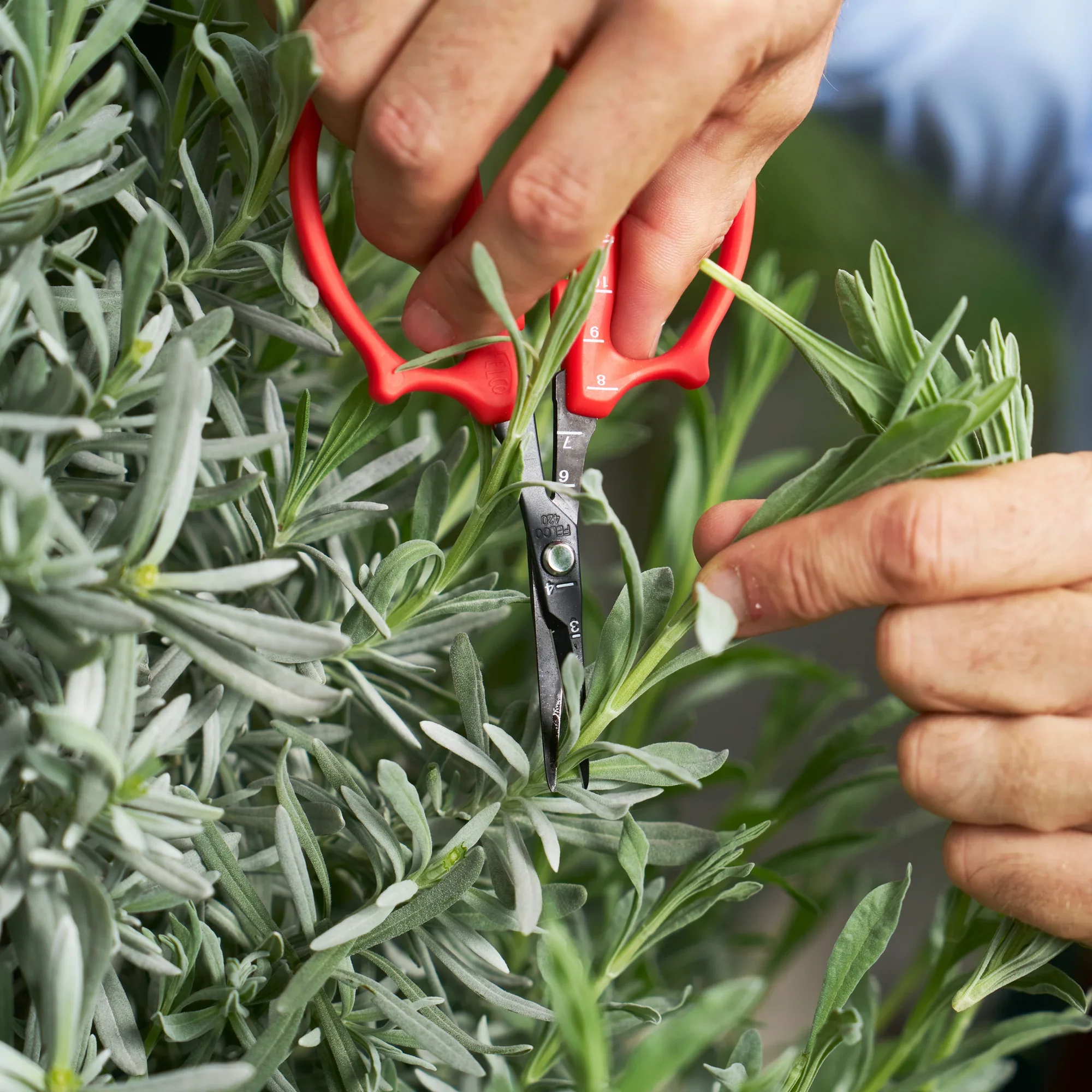 Felco 420 - Trimming Scissors - Image 3