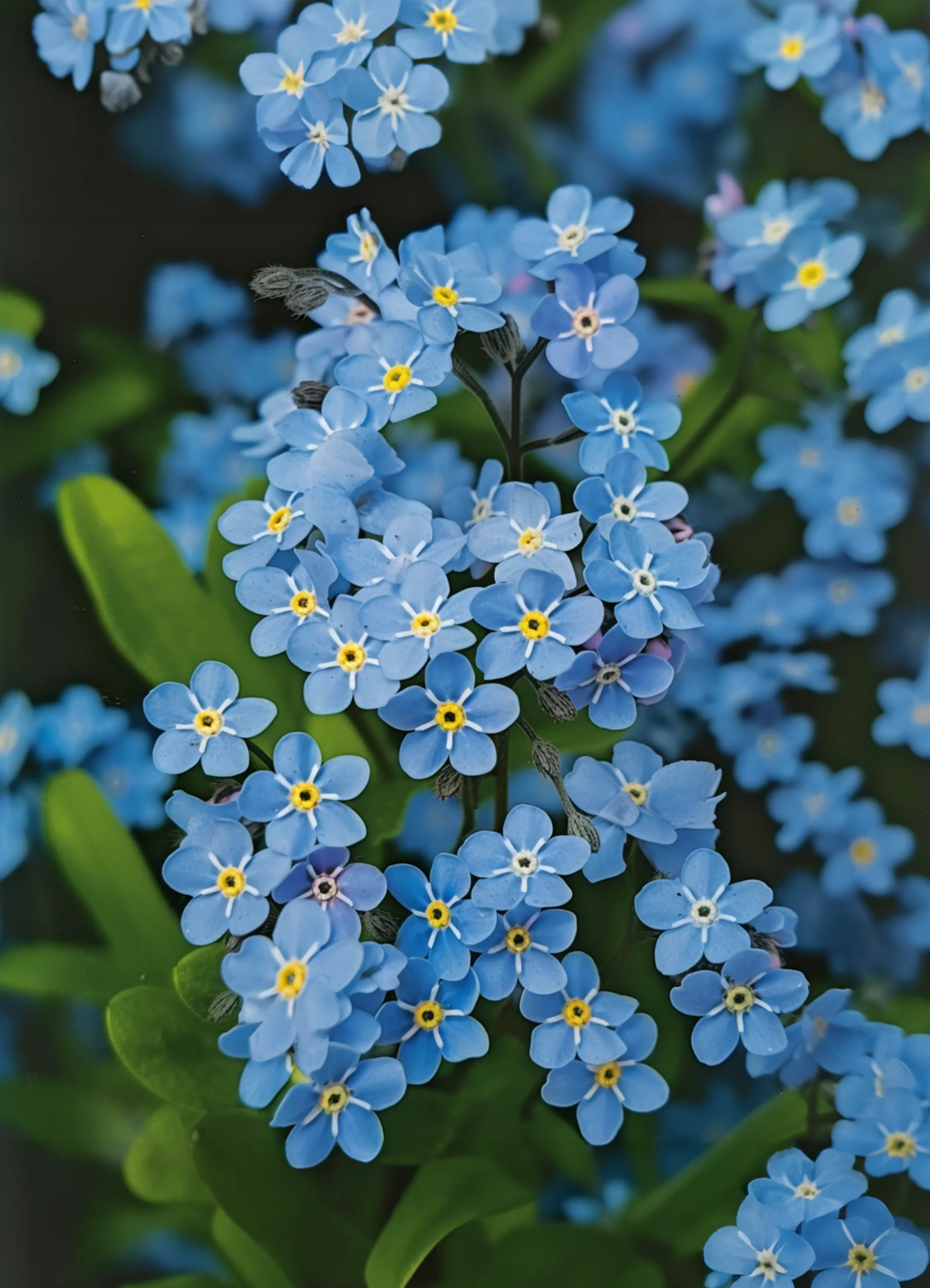 Forget-me-not | Myosotis