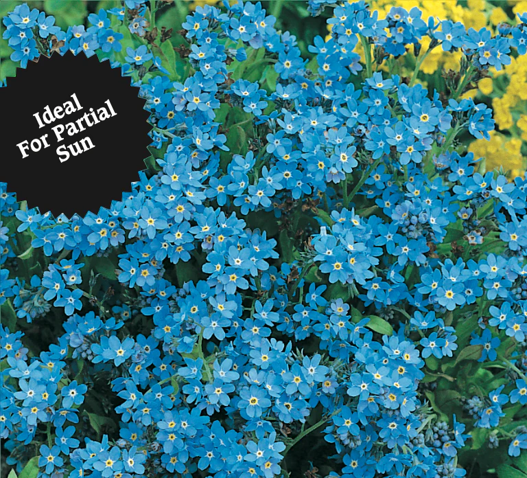 Forget-me-not | Myosotis - Image 3