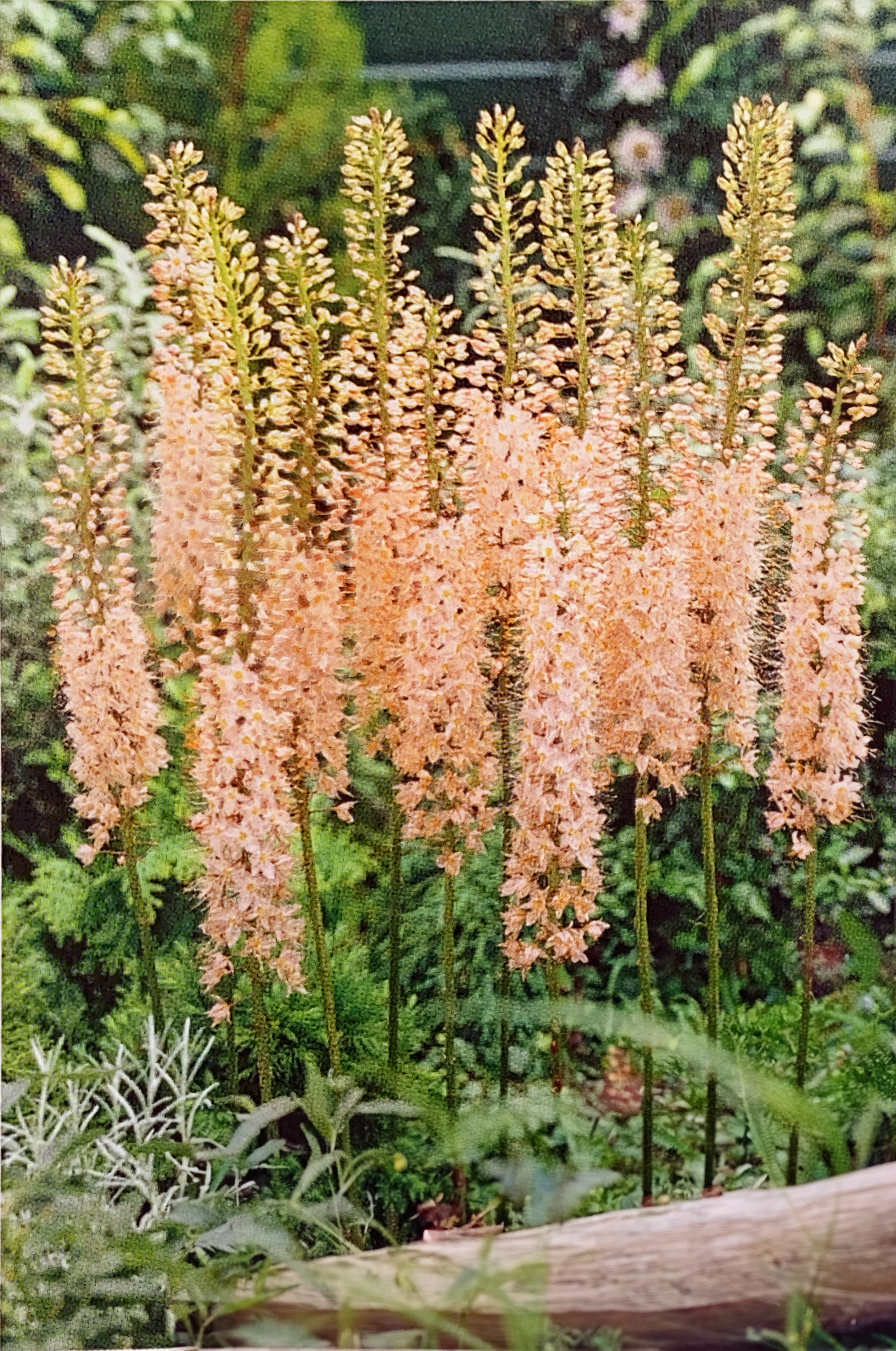 NEW & RARE FALL BULBS