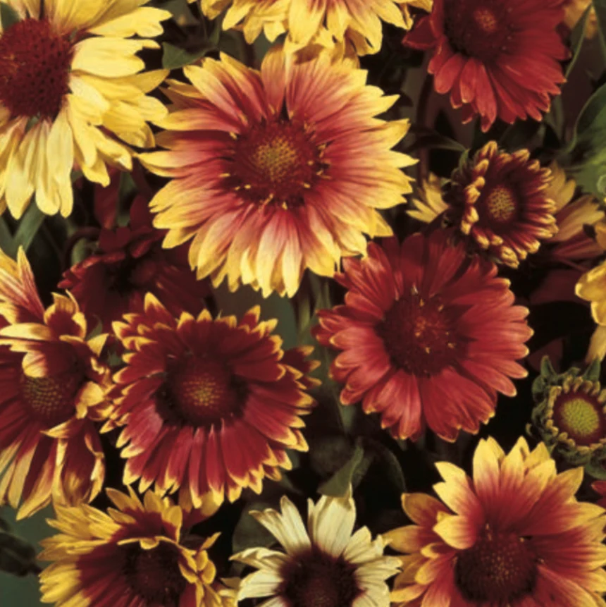 Gaillardia | Blanket Flower Mix