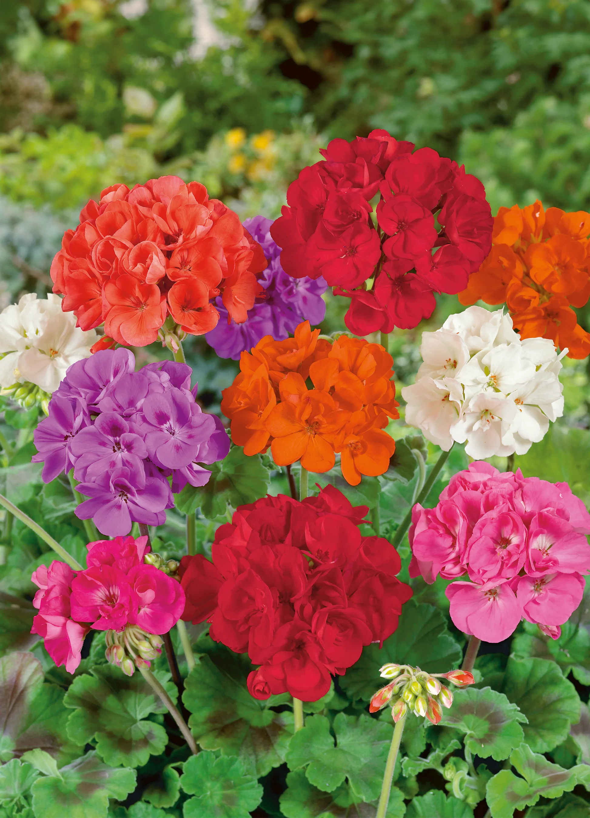 Geranium | Florist Mix