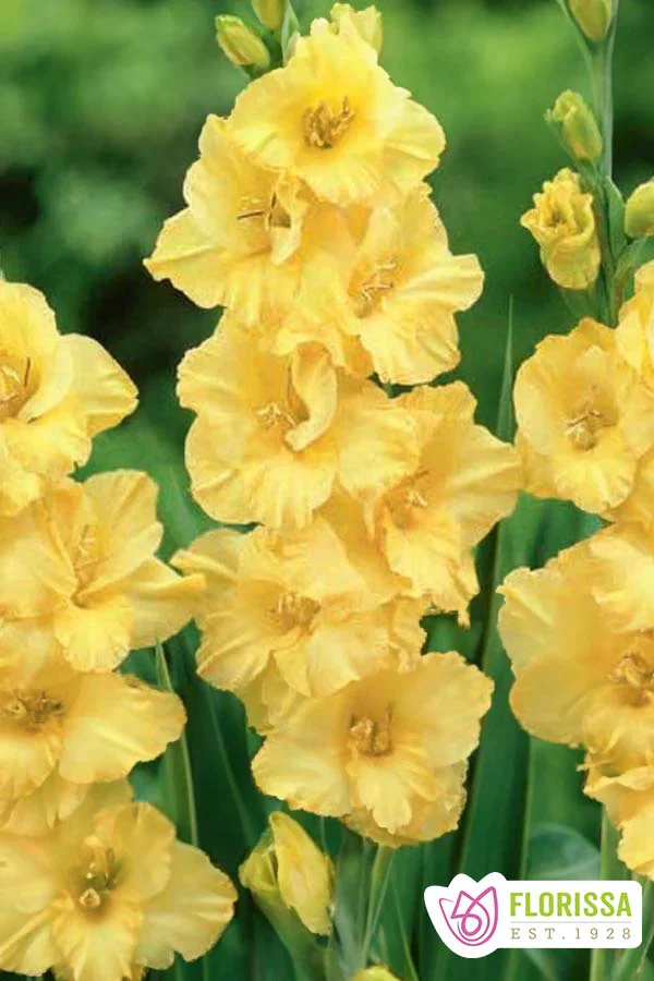 Gladiolus | Jumbo - Nova Lux