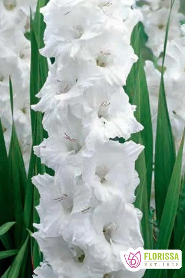 Gladiolus | Jumbo - Oscilla