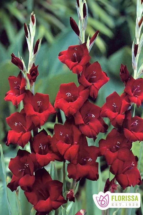 Gladiolus | Novelty - Espresso