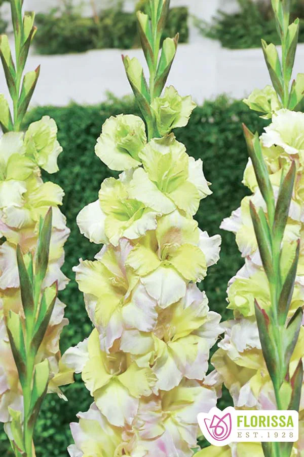 Gladiolus | Novelty - Lemonlicious
