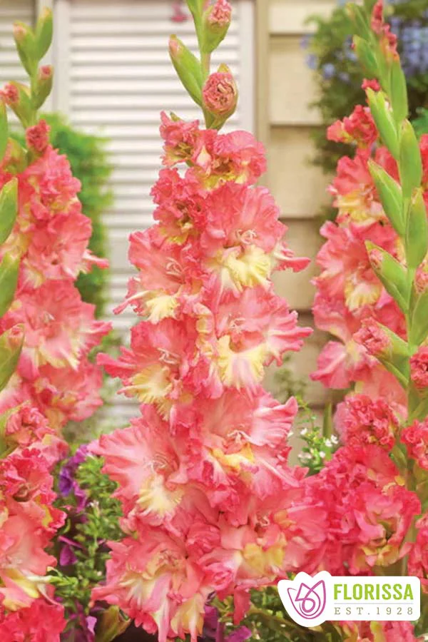 Gladiolus | Novelty - Starstruck