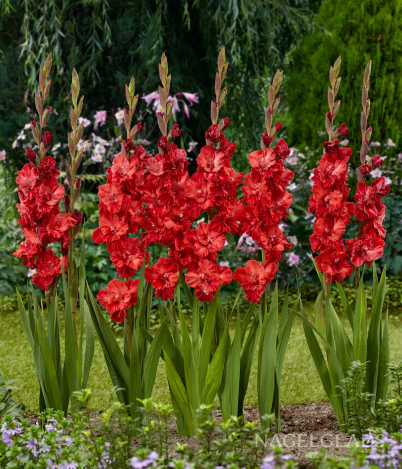 Gladiolus Parrot - Velvet Raspberry (10 Bulbs)