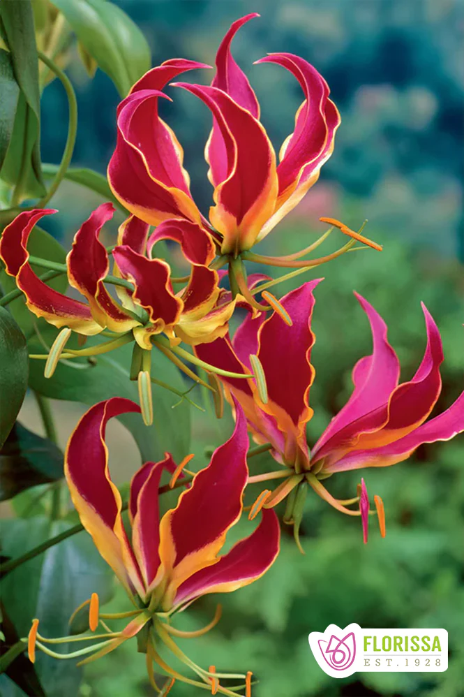Climbing Lily | Gloriosa Rothschildiana