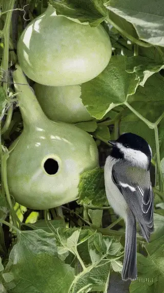 Gourd | Birdhouse
