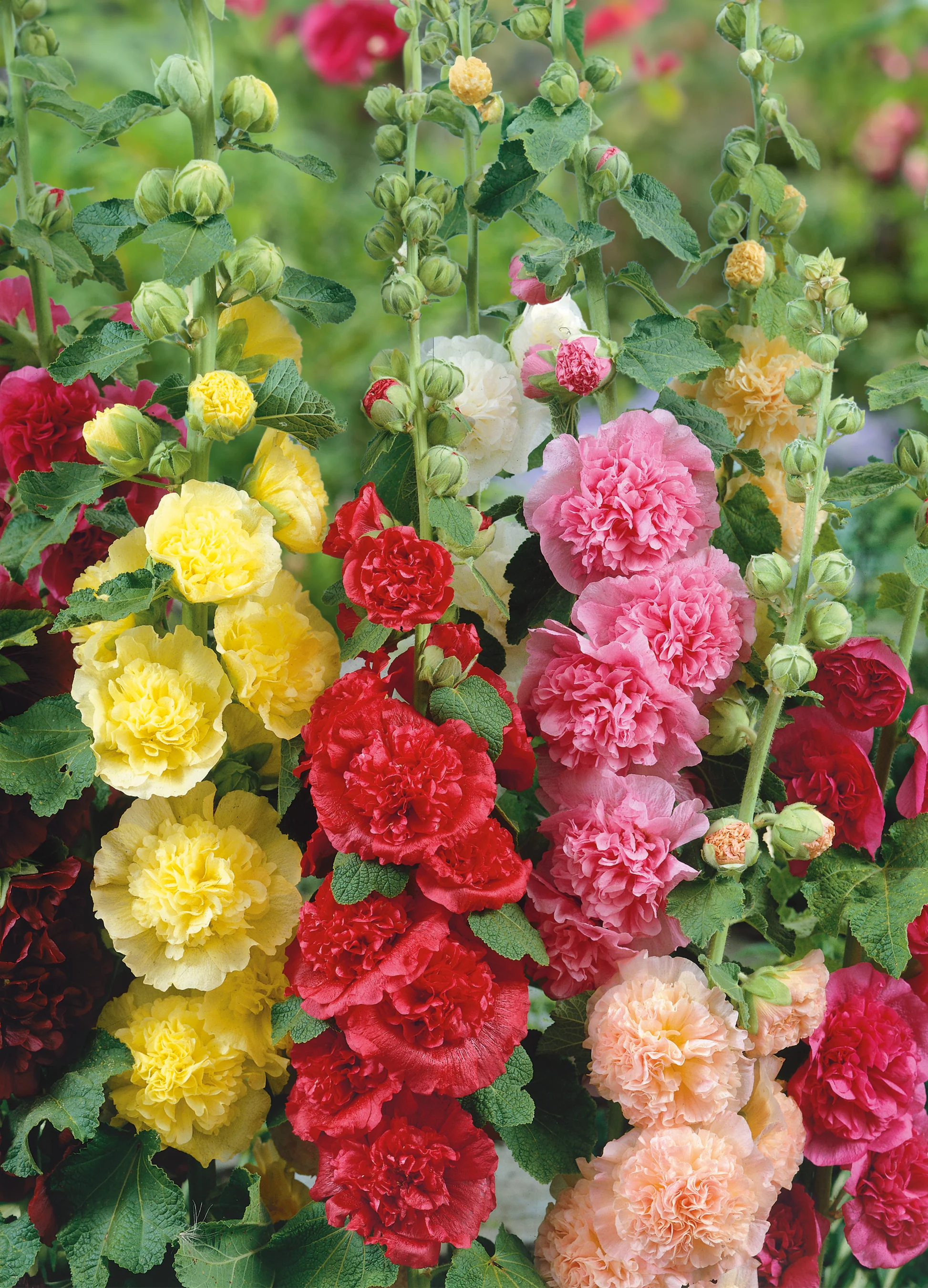 Hollyhock | Chaters Double Mix