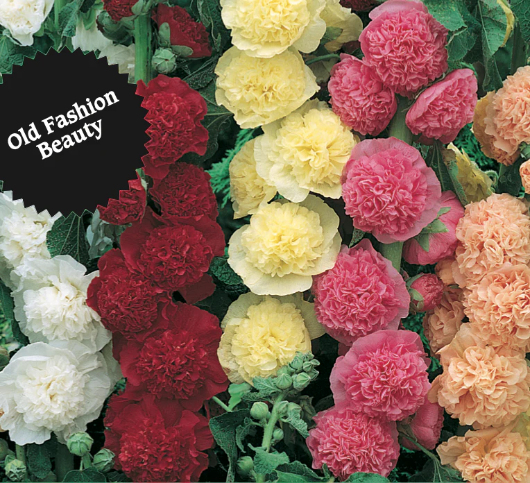 Hollyhock | Chaters Double Mix - Image 3