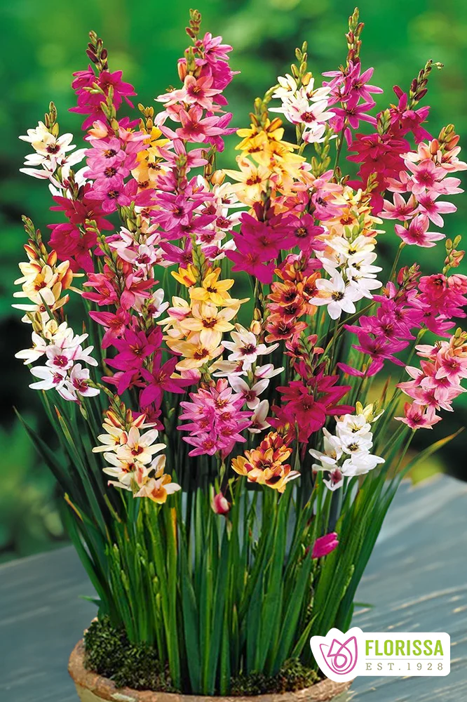 African Corn Lily | Ixia Hybrids Mix
